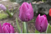 flower tulip 0005